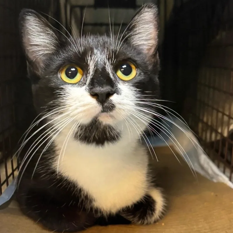 A young medium-sized female Black & White / Tuxedo Domestic Short Hair cat named Gemma for adoption in Stanhope, NJ