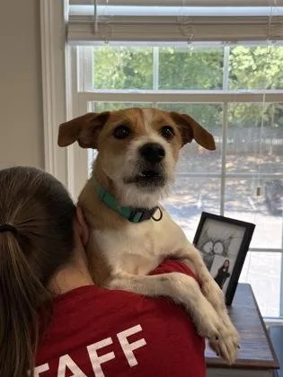 A baby medium-sized male Terrier dog named Muenster for adoption in Lawrenceville, GA