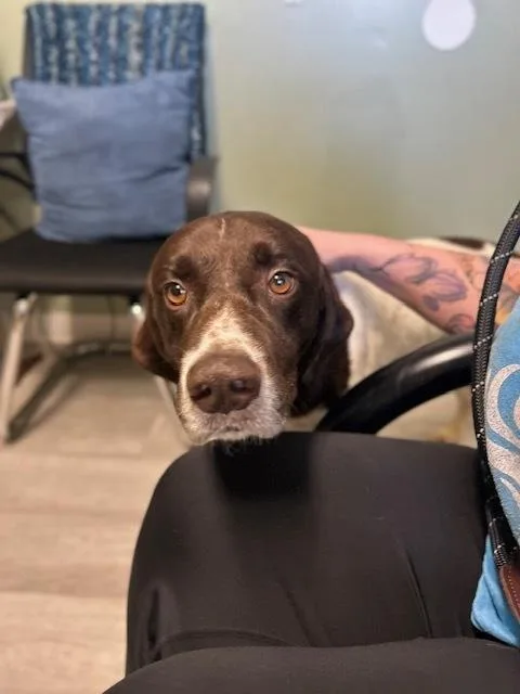 An adult large-sized male German Shorthaired Pointer dog named Groot for adoption in Muskegon, MI