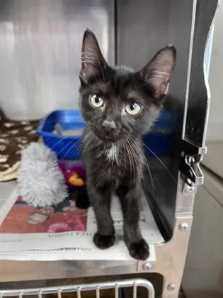 A baby small-sized male Domestic Medium Hair cat named Ronnie for adoption in Houston, TX