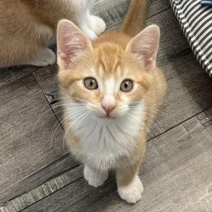 A baby small-sized male Orange / Red Domestic Short Hair cat named Gabe for adoption in Los Angeles, CA