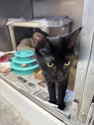 An adult small-sized male Domestic Short Hair cat named Salem for adoption in Madison, NJ
