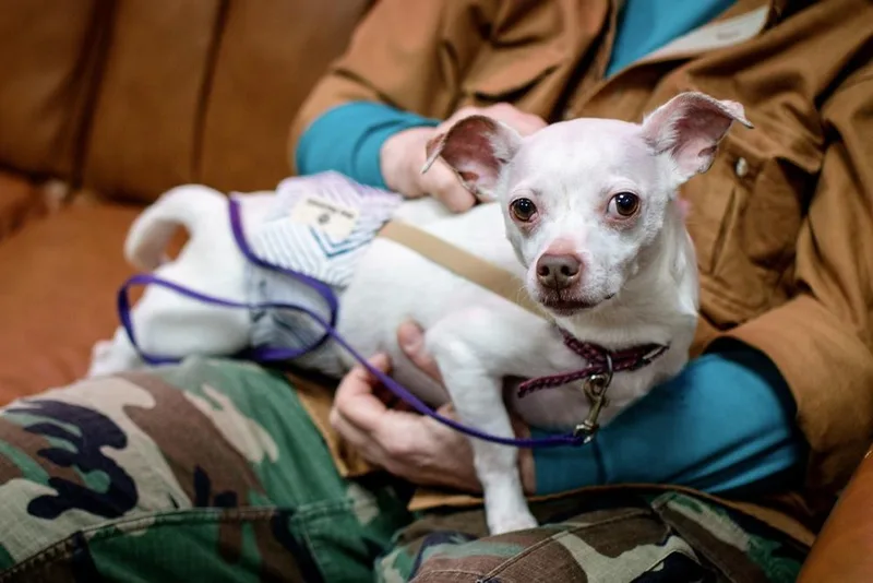 An adult small-sized male White / Cream Chihuahua dog named Casper for adoption in Frankfort, NY