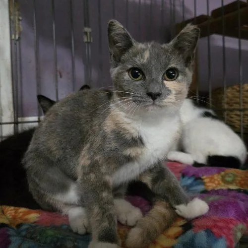 A baby small-sized female Dilute Calico cat named Sigourney for adoption in Knoxville, TN