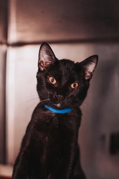 An adult small-sized male Domestic Short Hair cat named A Scuba Petsmart West for adoption in North Charleston, SC