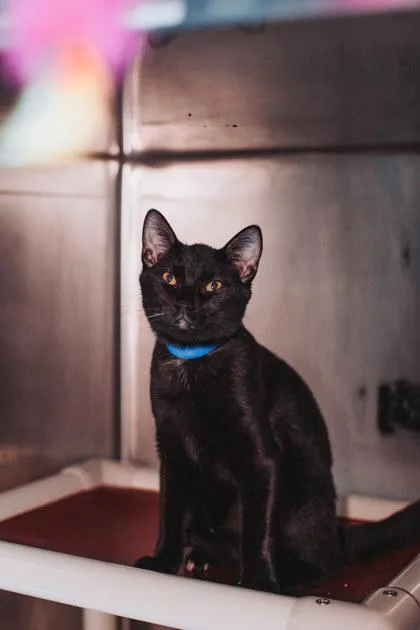 A Scuba Petsmart West thumbnail 2