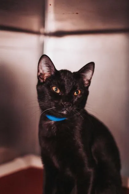 A Scuba Petsmart West thumbnail 3