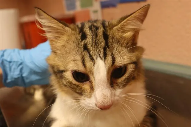 A young medium-sized male Domestic Short Hair cat named Chipper for adoption in Columbia, SC
