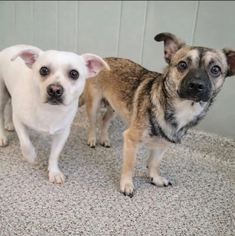 A young small-sized female Chihuahua dog named Angel & Sassy for adoption in Kingston, MA