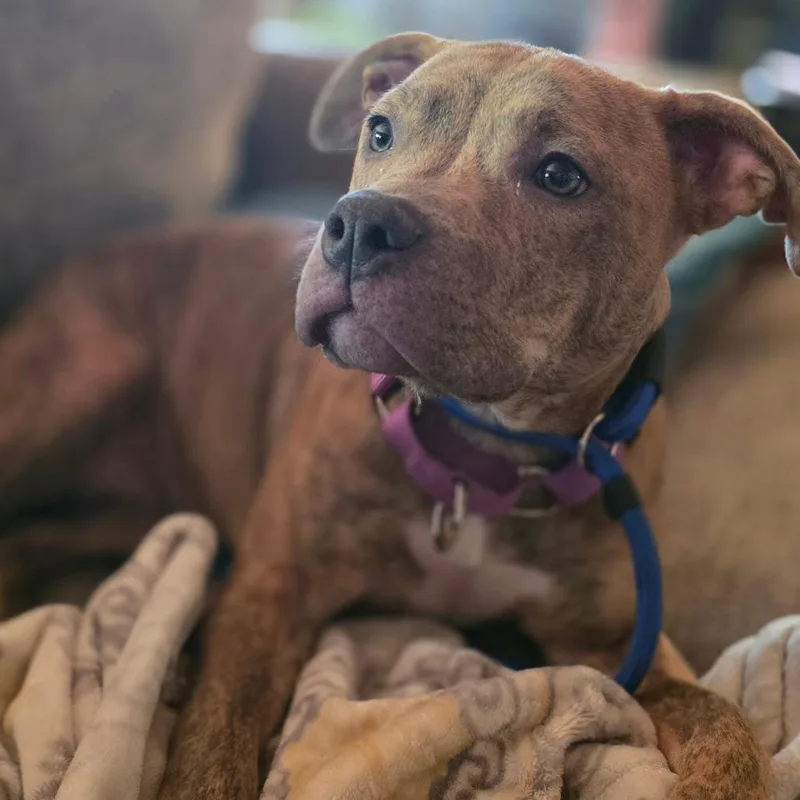 A young small-sized female Brindle Staffordshire Bull Terrier dog named Squishmallow D for adoption in Princeton, MN