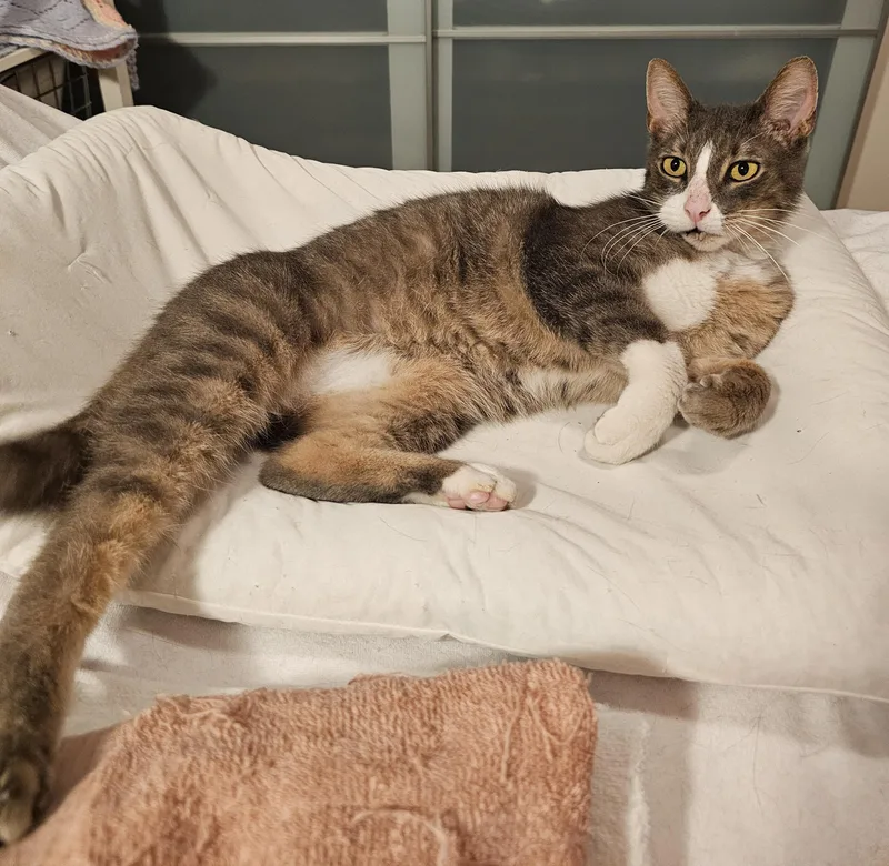 An adult large-sized male Domestic Short Hair cat named Mountain for adoption in Ridgefield, CT