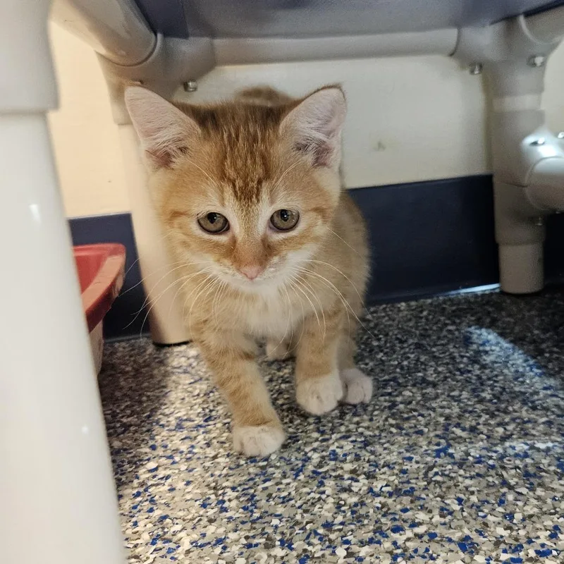 A baby small-sized female Orange / Red Domestic Short Hair cat named Chai for adoption in Port Townsend, WA