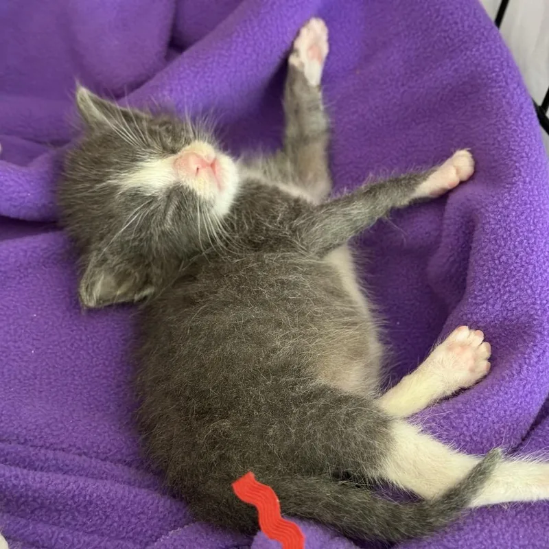 A baby small-sized male Gray / Blue / Silver Domestic Short Hair cat named Otto Rj for adoption in Columbia, MO