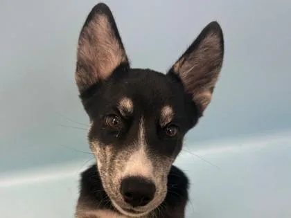 A baby medium-sized female Australian Kelpie dog named Bailey for adoption in Woodbury, MN