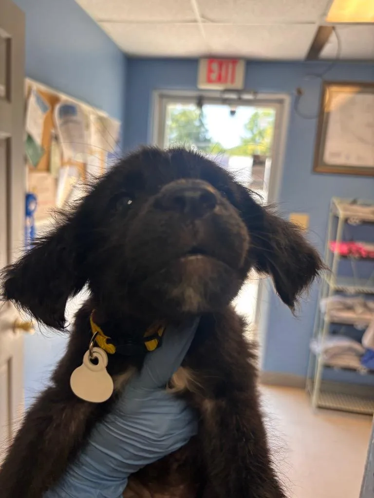 A baby medium-sized female Affenpinscher dog named Annie yellow collar for adoption in Morgantown, KY