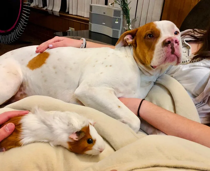 An adult medium-sized male Red / Chestnut / Orange Pit Bull Terrier dog named King for adoption in Dallas , TX