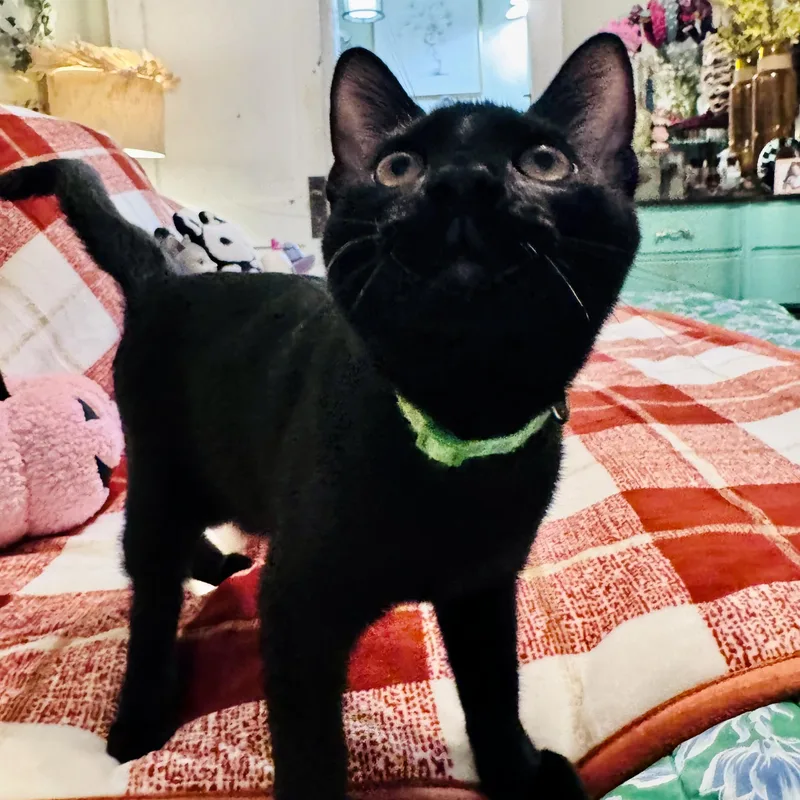 A baby small-sized male Black Domestic Short Hair cat named Pippin for adoption in Liverpool, TX