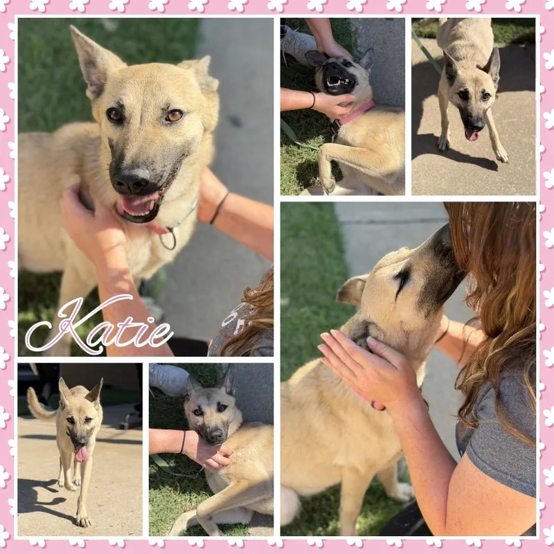 An adult small-sized female Yellow / Tan / Blond / Fawn Shepherd dog named Katie for adoption in Fort Smith, AR