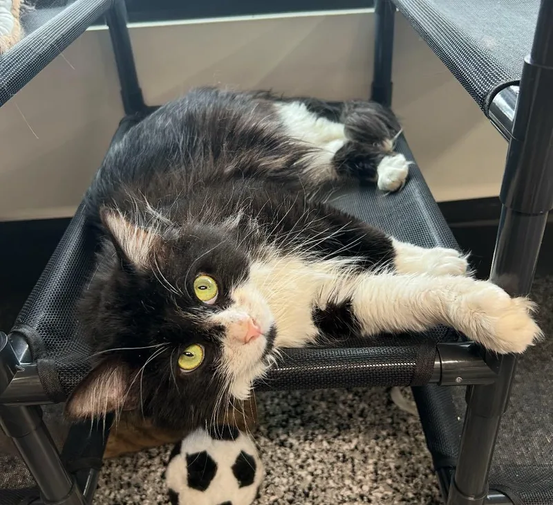 Sylvester thumbnail 2