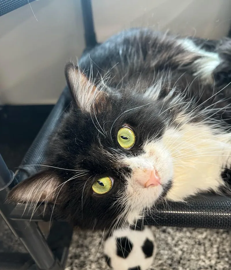 Sylvester thumbnail 3