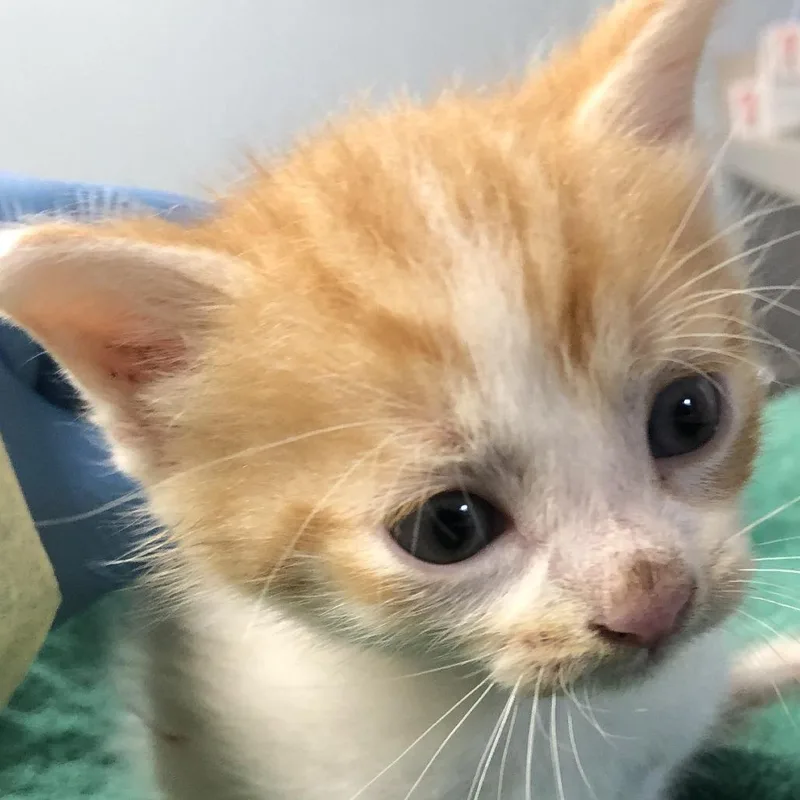 A baby small-sized male Orange / Red Domestic Short Hair cat named Timber for adoption in Oak Park, IL