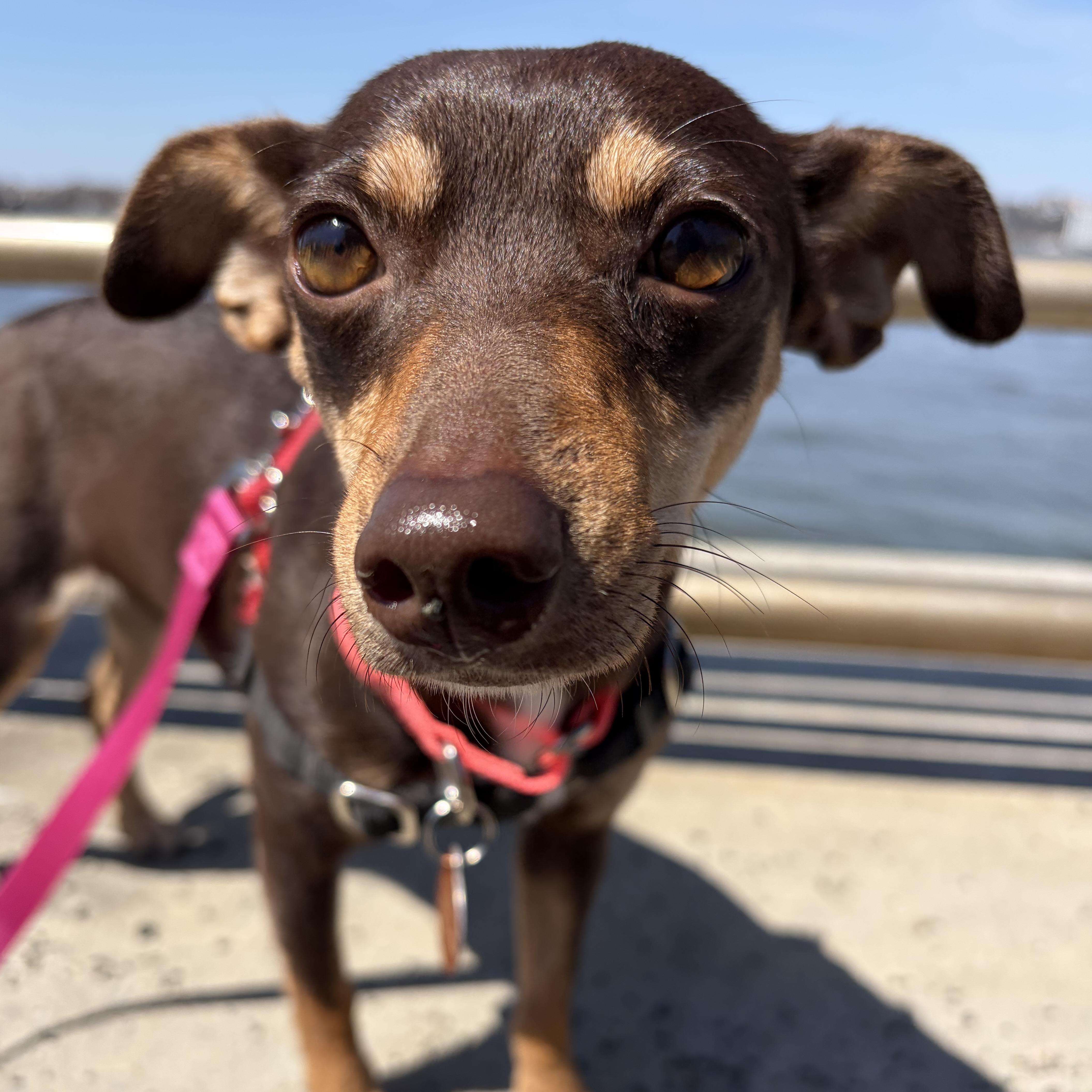 A young small-sized female Brown / Chocolate Chihuahua dog named Penny for adoption in Brooklyn, NY