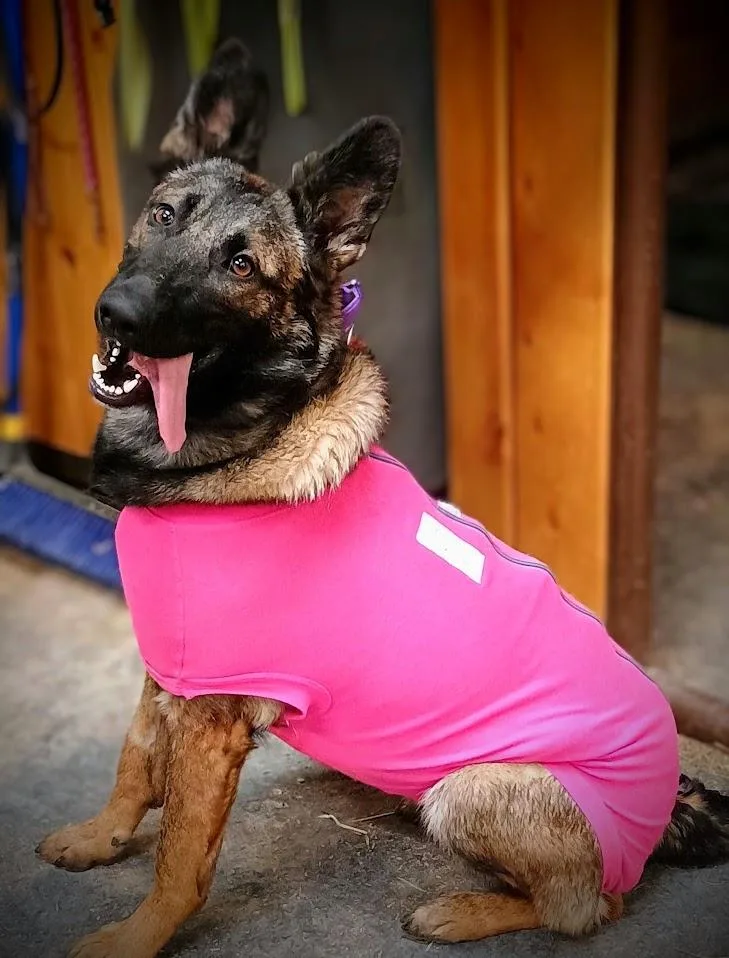 A young medium-sized female Sable Belgian Shepherd / Malinois dog named Irish for adoption in Yakima, WA
