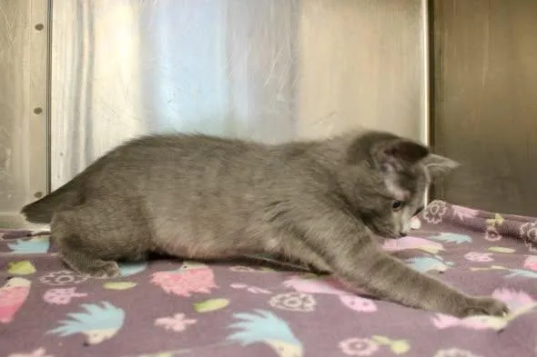 A baby medium-sized male Gray / Blue / Silver Domestic Short Hair cat named Walter Rey for adoption in Brazil, IN