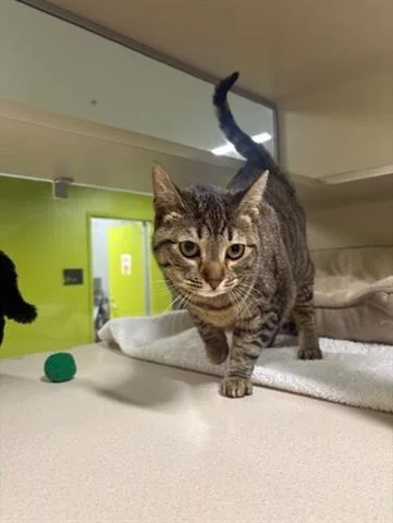 A young small-sized female Domestic Short Hair cat named Peaches for adoption in San Martin, CA