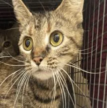 An adult medium-sized female Tabby (Brown / Chocolate) Domestic Short Hair cat named Orisa for adoption in Cincinnati, OH