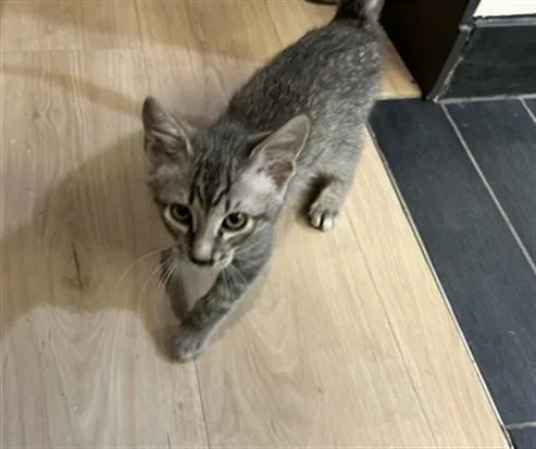 A baby small-sized male Domestic Short Hair cat named Nathan for adoption in San Jose, CA