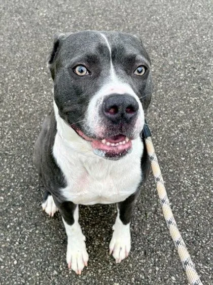 An adult extra large-sized male Mixed Breed dog named Kodak for adoption in Cincinnati, OH