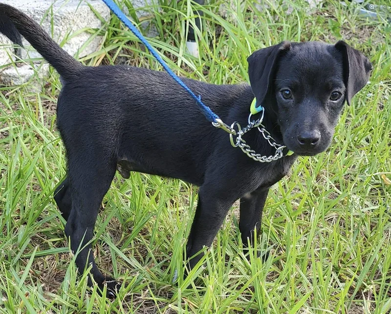 A baby medium-sized male Terrier dog named Scout for adoption in Saint Petersburg, FL