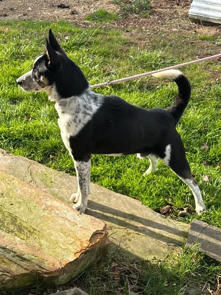 Spud Nugget thumbnail 3