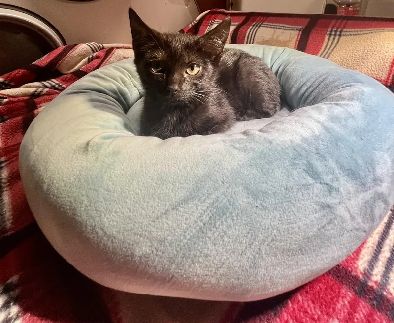 A young medium-sized female Black Domestic Short Hair cat named Kenji for adoption in Camden, SC