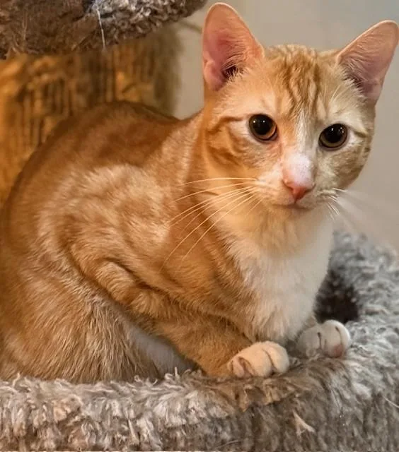 Coral & Copper thumbnail 2