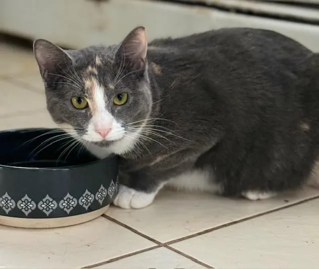 Coral & Copper thumbnail 3