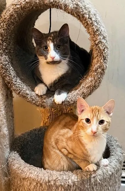 Coral & Copper thumbnail 4