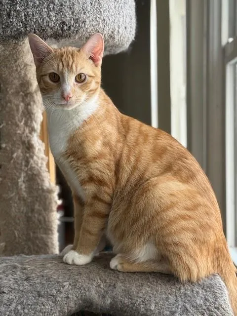 Coral & Copper thumbnail 5