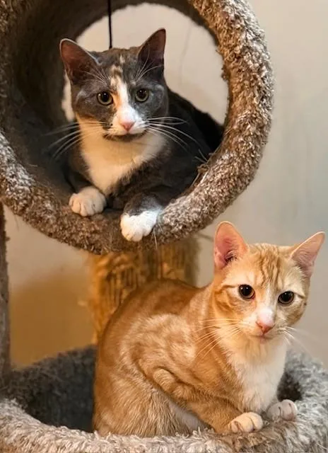 Coral & Copper thumbnail 6