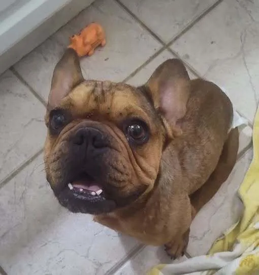 An adult medium-sized male Brown / Chocolate French Bulldog dog named Cruiser for adoption in Yuma, AZ