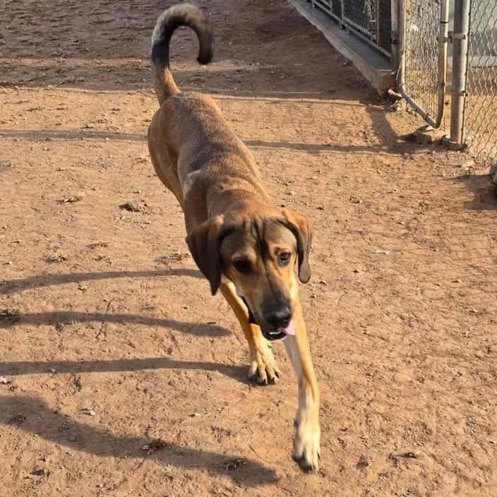 An adult extra large-sized male Mastiff dog named Buddy for adoption in Sand Springs, OK