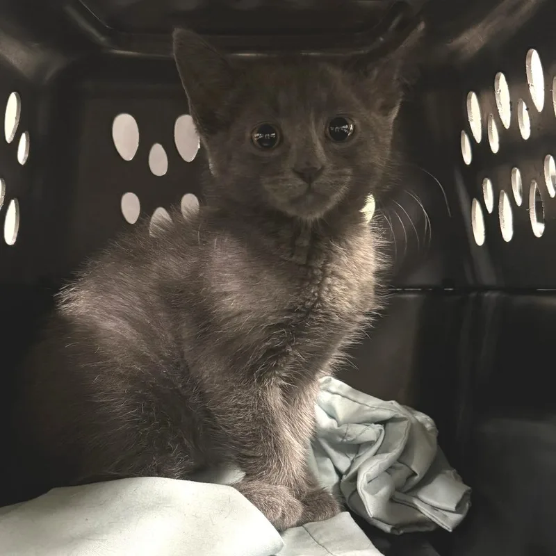 A baby small-sized male Gray / Blue / Silver Domestic Short Hair cat named Brain Freeze for adoption in Saint Charles, MO