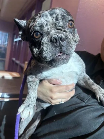 An adult small-sized female Black French Bulldog dog named 60824325 for adoption in El Paso, TX