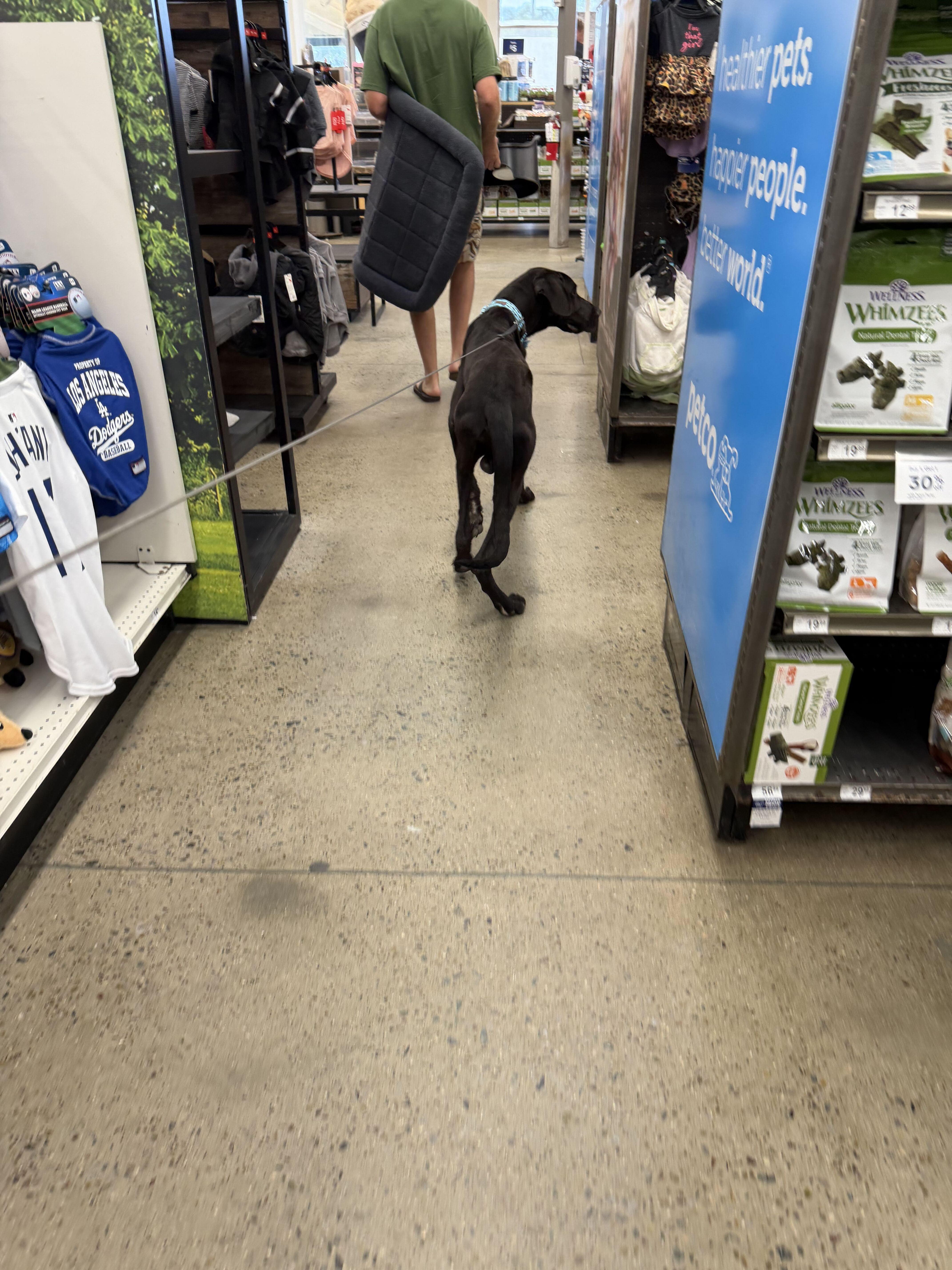 A baby large-sized male Black Great Dane dog named Pax for adoption in Long Beach, CA