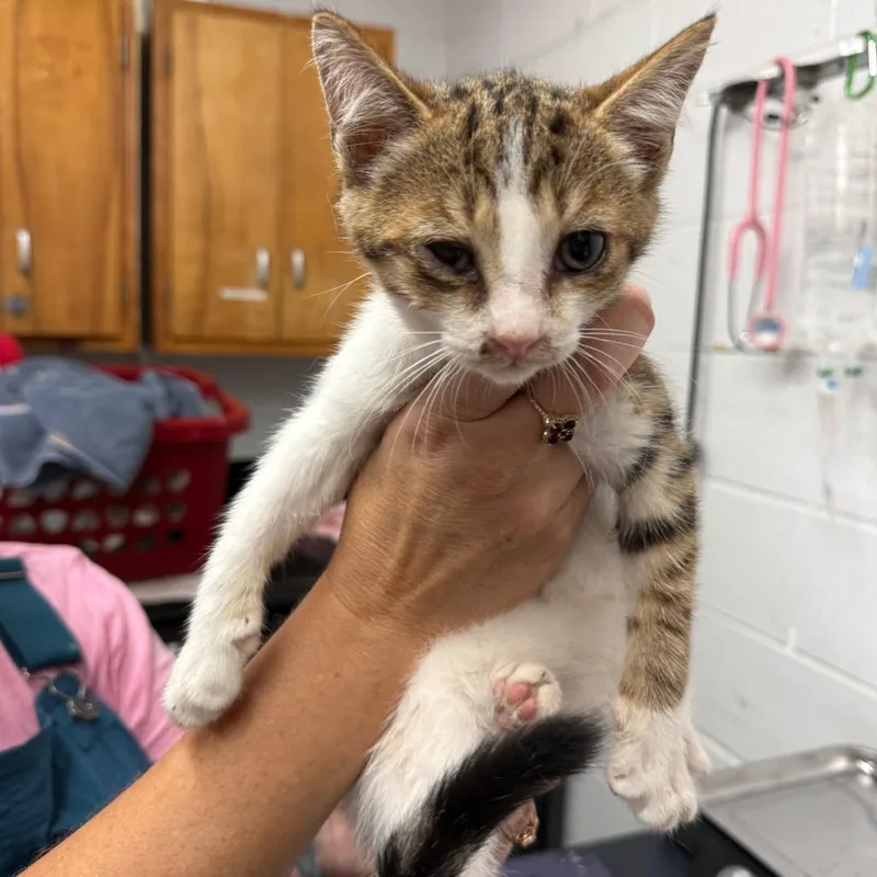 A baby small-sized male Brown / Chocolate Domestic Short Hair cat named Ricky Bobby for adoption in Evensville, TN
