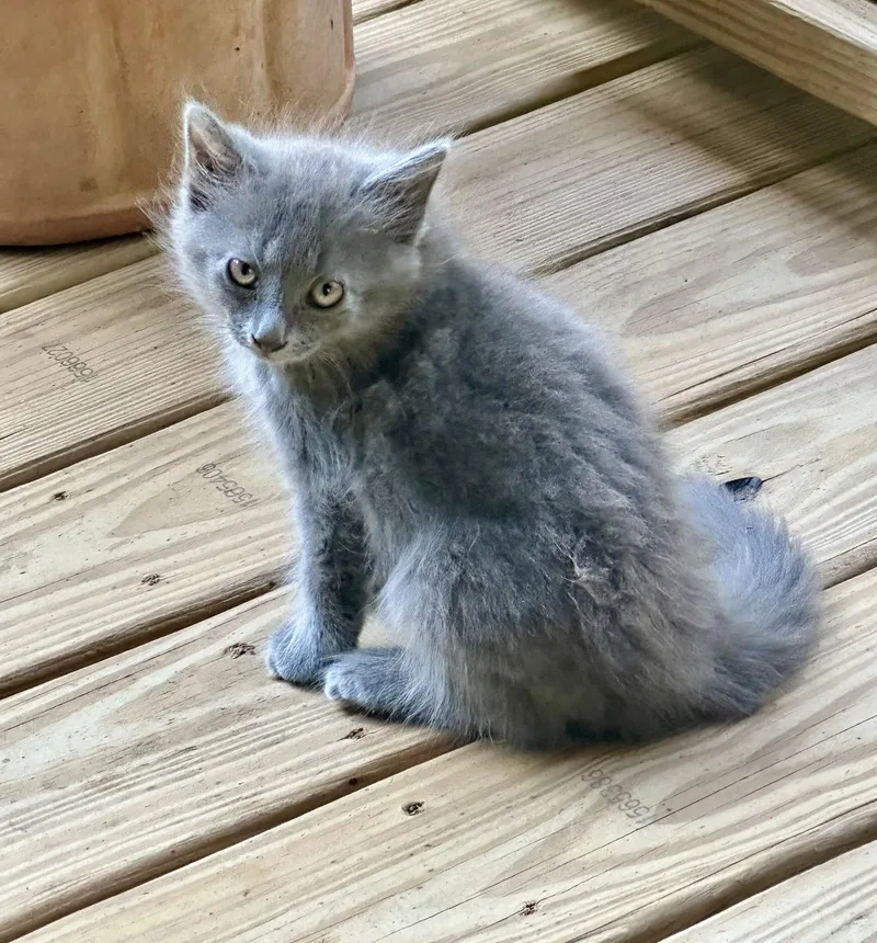 A baby medium-sized female Gray / Blue / Silver Domestic Long Hair cat named Jasmine for adoption in Royal Palm Beach, FL