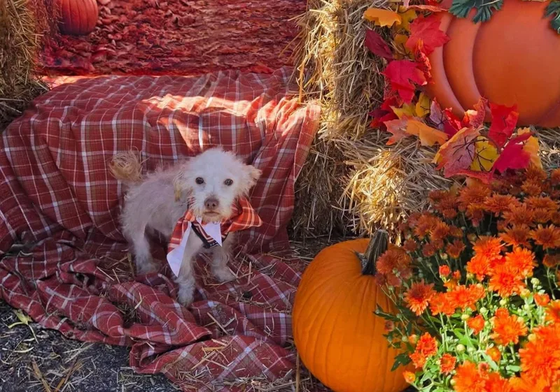 A young small-sized male White / Cream Maltipoo dog named Gucci for adoption in Vandergrift, PA