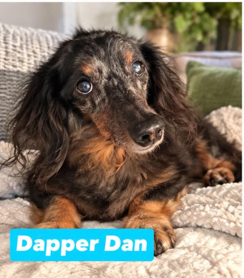 An adult small-sized male Merle (Blue) Miniature Dachshund dog named Dapper Dan for adoption in Semmes, AL
