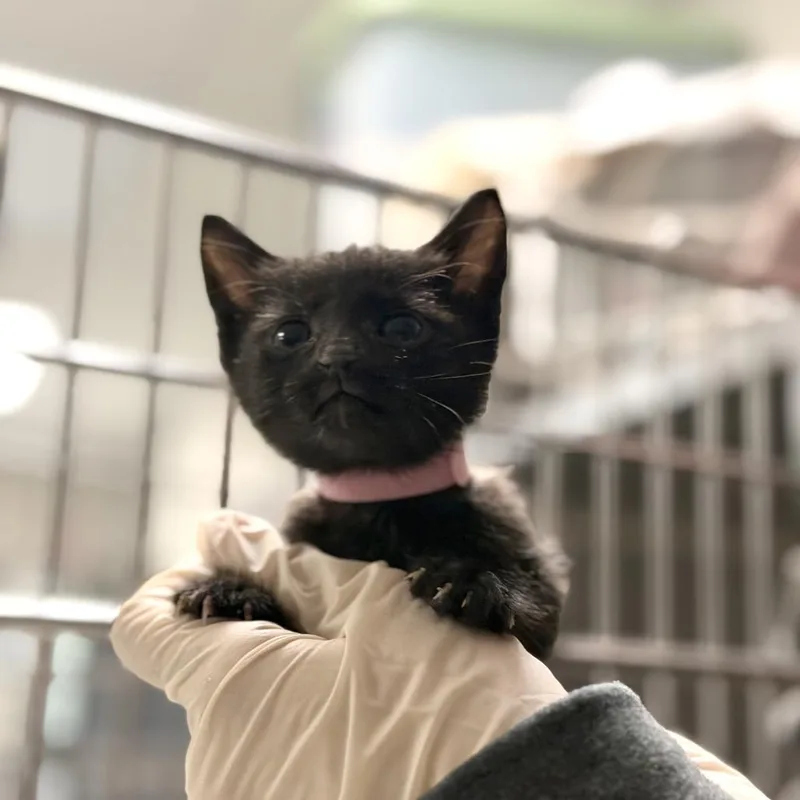 A baby small-sized female Black Domestic Short Hair cat named Linguini for adoption in Houston, TX